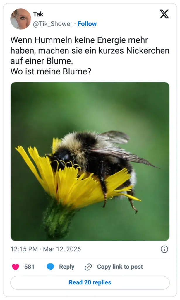 Wenn Hummeln keine Energie mehr haben, machen sie ein kurzes Nickerchen auf einer Blume. Wo ist meine Blume?