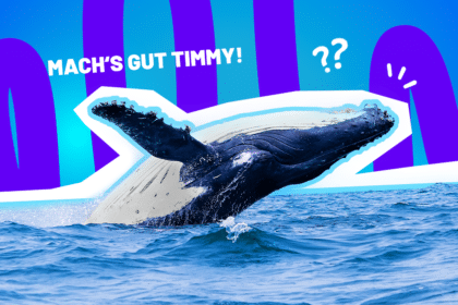 Humorvolle Collage zum Medienrummel um den gestrandeten Wal: Ein riesiger Buckelwal springt dynamisch und kraftvoll aus dem dunkelblauen Meerwasser empor. Über dem Tier prangt in großen, weißen Buchstaben der ironische Schriftzug „MACH'S GUT TIMMY!“. Weiße Fragezeichen-Icons in der Luft sowie das Pop-Art-Motiv vor einem markanten blau-violetten Wellen-Hintergrund visualisieren pointiert die kollektive Verwirrung, die wilden Spekulationen und das völlig eskalierte Medien-Spektakel rund um den festsitzenden Wal am Timmendorfer Strand.