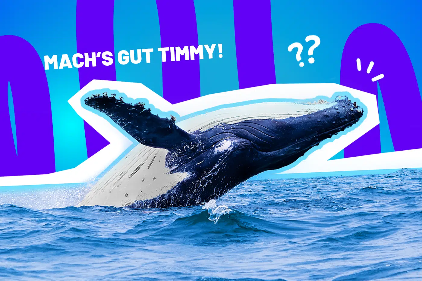 Humorvolle Collage zum Medienrummel um den gestrandeten Wal: Ein riesiger Buckelwal springt dynamisch und kraftvoll aus dem dunkelblauen Meerwasser empor. Über dem Tier prangt in großen, weißen Buchstaben der ironische Schriftzug „MACH'S GUT TIMMY!“. Weiße Fragezeichen-Icons in der Luft sowie das Pop-Art-Motiv vor einem markanten blau-violetten Wellen-Hintergrund visualisieren pointiert die kollektive Verwirrung, die wilden Spekulationen und das völlig eskalierte Medien-Spektakel rund um den festsitzenden Wal am Timmendorfer Strand.