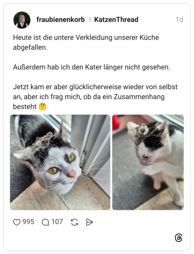 Heute ist die untere Verkleidung unserer Küche abgefallen. Außerdem hab ich den Kater länger nicht gesehen. Jetzt kam er aber glücklicherweise wieder von selbst an, aber ich frag mich, ob da ein Zusammenhang besteht 🤔