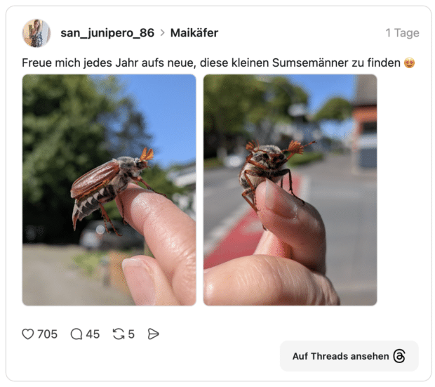 Freue mich jedes Jahr aufs neue, diese kleinen Sumsemänner zu finden 😍