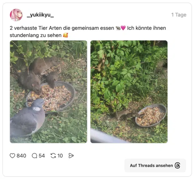 2 verhasste Tier Arten die gemeinsam essen 🐀🩷 Ich könnte ihnen stundenlang zu sehen 🥰