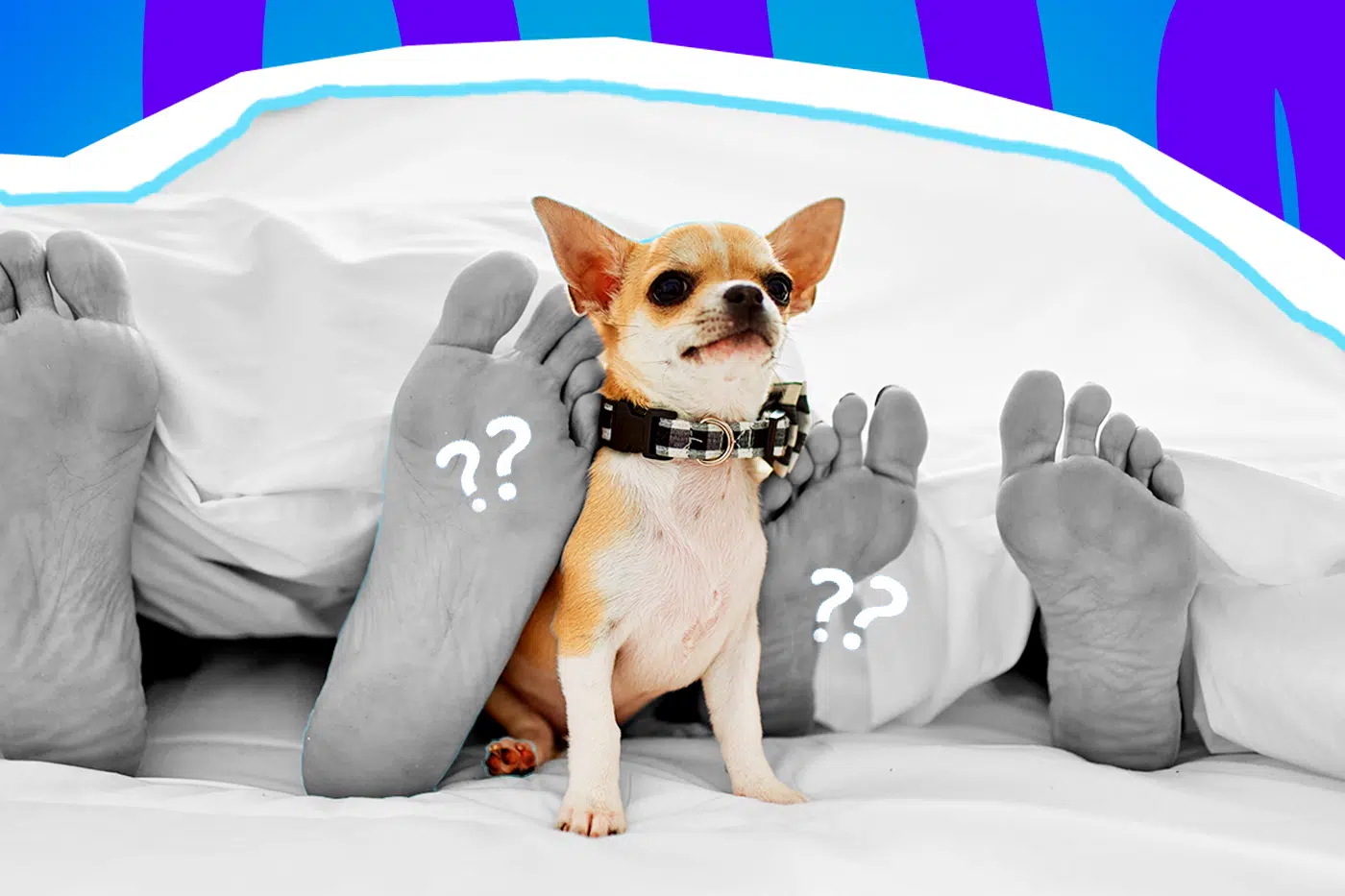 Humorvolle Collage zum Thema Haustiere und Intimsphäre: In der Mitte eines Bettes sitzt ein kleiner, farbiger Chihuahua mit einem schwarz-weiß karierten Halsband und blickt leicht irritiert und skeptisch nach vorne. Links und rechts neben dem Hund ragen jeweils zwei nackte Füße in Schwarz-Weiß unter einer weißen Bettdecke hervor. Weiße Fragezeichen-Icons und das Pop-Art-Motiv vor einem markanten blau-violetten Wellen-Hintergrund visualisieren pointiert den absoluten "Cringe"-Moment, die fehlende Privatsphäre und das klassische "Können wir den Hund bitte kurz raussperren?"-Gefühl während intimer Zweisamkeit im Schlafzimmer.