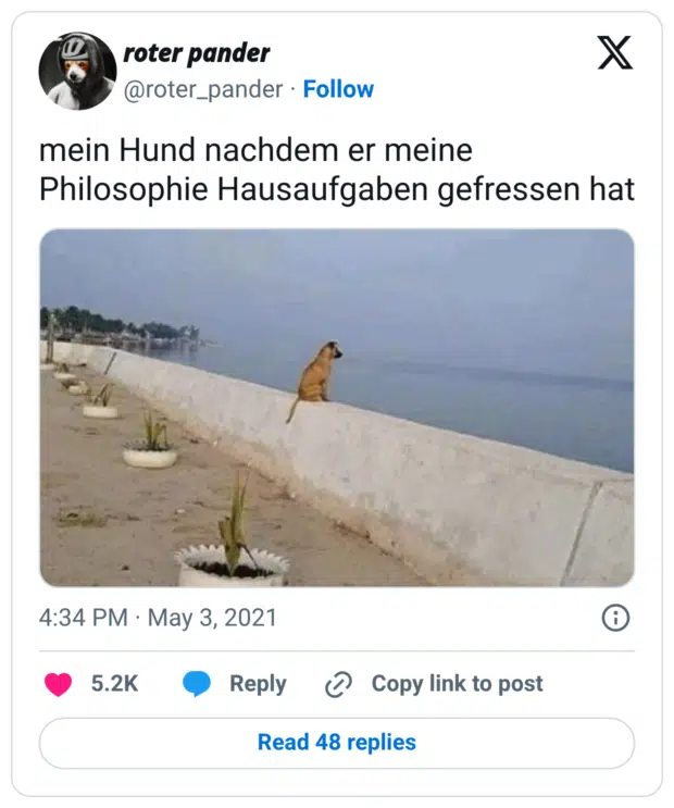 mein Hund nachdem er meine Philosophie Hausaufgaben gefressen hat