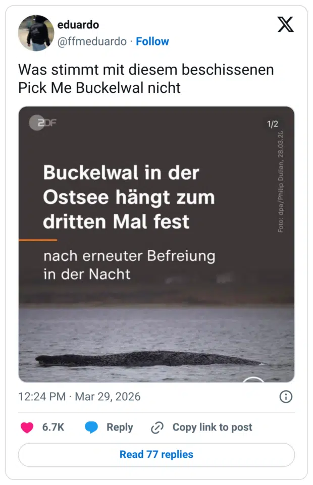 Was stimmt mit diesem beschissenen Pick Me Buckelwal nich