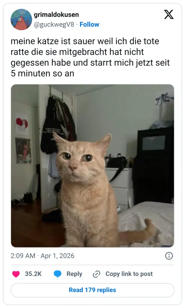meine katze ist sauer weil ich die tote ratte die sie mitgebracht hat nicht gegessen habe und starrt mich jetzt seit 5 minuten so an