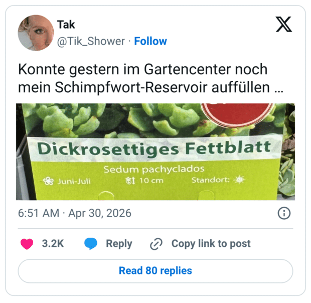 Konnte gestern im Gartencenter noch mein Schimpfwort-Reservoir auffüllen ... Dickrosettiges Fettblatt