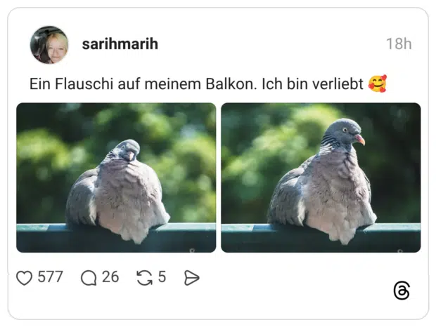 Ein Flauschi auf meinem Balkon. Ich bin verliebt 🥰