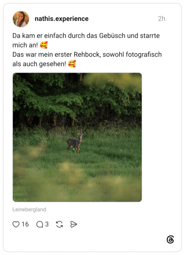 Da kam er einfach durch das Gebüsch und starrte mich an! 🥰 Das war mein erster Rehbock, sowohl fotografisch als auch gesehen! 🥰