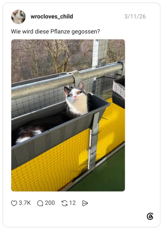 Wie wird diese Pflanze gegossen?