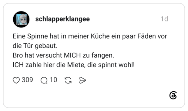 Eine Spinne hat in meiner Küche ein paar Fäden vor die Tür gebaut. Bro hat versucht MICH zu fangen. ICH zahle hier die Miete, die spinnt wohl!