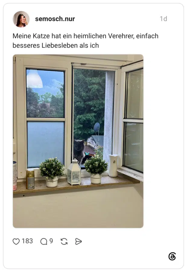 Meine Katze hat ein heimlichen Verehrer, einfach besseres Liebesleben als ich