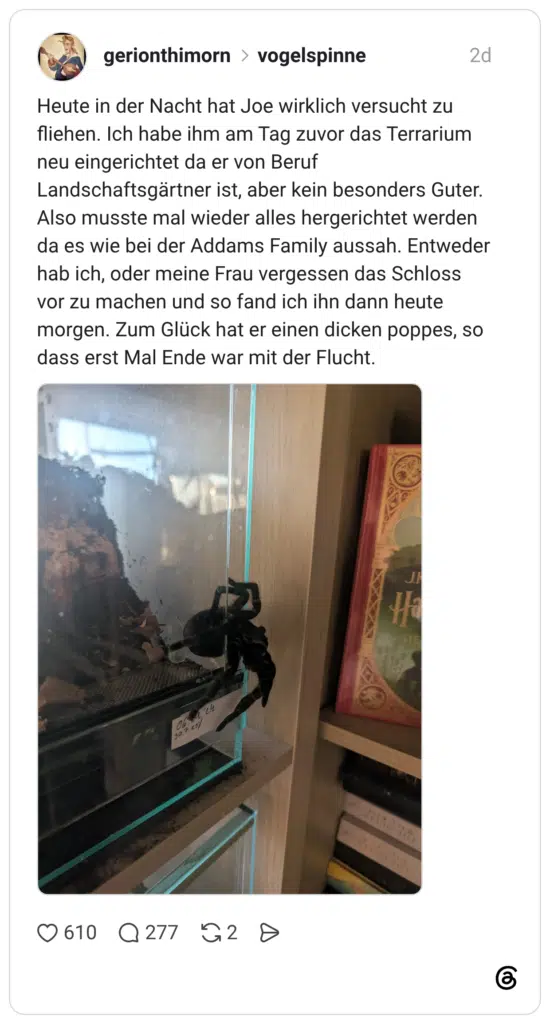 Heute in der Nacht hat Joe wirklich versucht zu fliehen. Ich habe ihm am Tag zuvor das Terrarium neu eingerichtet da er von Beruf Landschaftsgärtner ist, aber kein besonders Guter. Also musste mal wieder alles hergerichtet werden da es wie bei der Addams Family aussah. Entweder hab ich, oder meine Frau vergessen das Schloss vor zu machen und so fand ich ihn dann heute morgen. Zum Glück hat er einen dicken poppes, so dass erst Mal Ende war mit der Flucht.