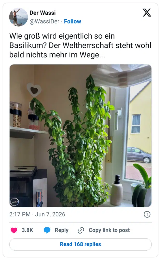 Wie groß wird eigentlich so ein Basilikum? Der Weltherrschaft steht wohl bald nichts mehr im Wege...