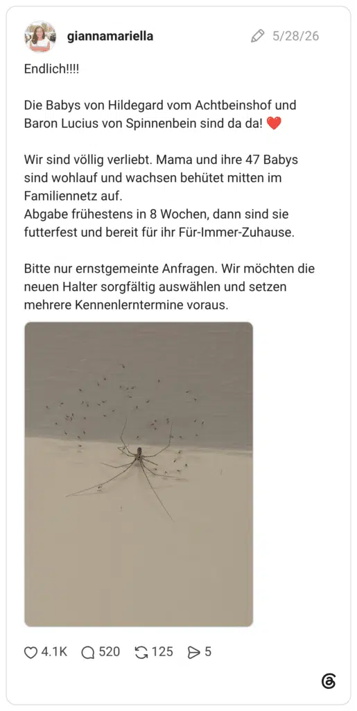 Endlich!!!! Die Babys von Hildegard vom Achtbeinshof und Baron Lucius von Spinnenbein sind da da! Wir sind völlig verliebt. Mama und ihre 47 Babys sind wohlauf und wachsen behütet mitten im Familiennetz auf. Abgabe frühestens in 8 Wochen, dann sind sie futterfest und bereit für ihr Für-Immer-Zuhause. Bitte nur ernstgemeinte Anfragen. Wir möchten die neuen Halter sorgfältig auswählen und setzen mehrere Kennenlerntermine voraus.