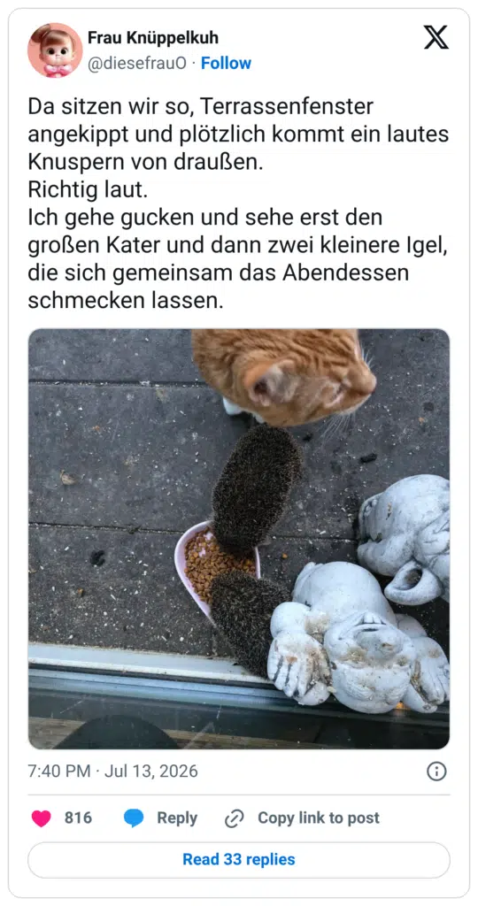 Da sitzen wir so, Terrassenfenster angekippt und plötzlich kommt ein lautes Knuspern von draußen. Richtig laut. Ich gehe gucken und sehe erst den großen Kater und dann zwei kleinere Igel, die sich gemeinsam das Abendessen schmecken lassen.