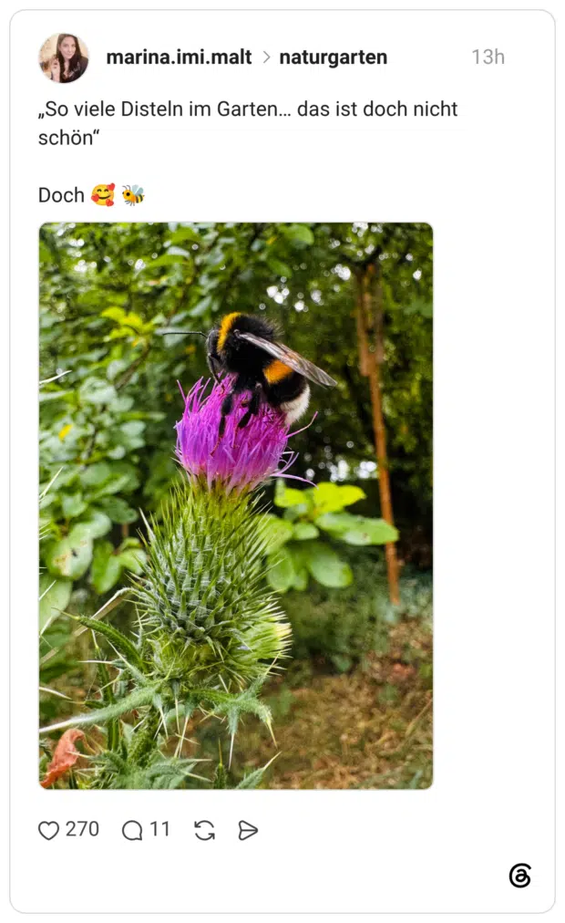 „So viele Disteln im Garten… das ist doch nicht schön“ Doch 🥰 🐝