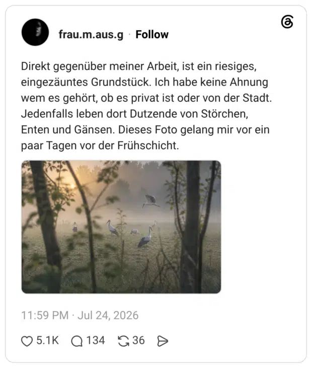 Direkt gegenüber meiner Arbeit, ist ein riesiges, eingezäuntes Grundstück. Ich habe keine Ahnung wem es gehört, ob es privat ist oder von der Stadt. Jedenfalls leben dort Dutzende von Störchen, Enten und Gänsen. Dieses Foto gelang mir vor ein paar Tagen vor der Frühschicht.