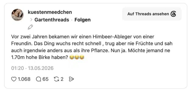 Vor zwei Jahren bekamen wir einen Himbeer-Ableger von einer Freundin. Das Ding wuchs recht schnell , trug aber nie Früchte und sah auch irgendwie anders aus als ihre Pflanze. Nun ja. Möchte jemand ne 1.70m hohe Birke haben? 😂😂😂