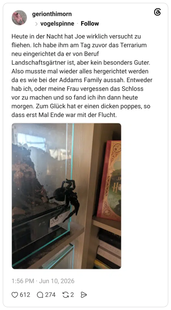 Heute in der Nacht hat Joe wirklich versucht zu fliehen. Ich habe ihm am Tag zuvor das Terrarium neu eingerichtet da er von Beruf Landschaftsgärtner ist, aber kein besonders Guter. Also musste mal wieder alles hergerichtet werden da es wie bei der Addams Family aussah. Entweder hab ich, oder meine Frau vergessen das Schloss vor zu machen und so fand ich ihn dann heute morgen. Zum Glück hat er einen dicken poppes, so dass erst Mal Ende war mit der Flucht.
