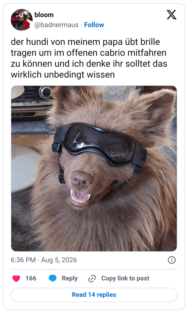 der hundi von meinem papa übt brille tragen um im offenen cabrio mitfahren zu können und ich denke ihr solltet das wirklich unbedingt wissen