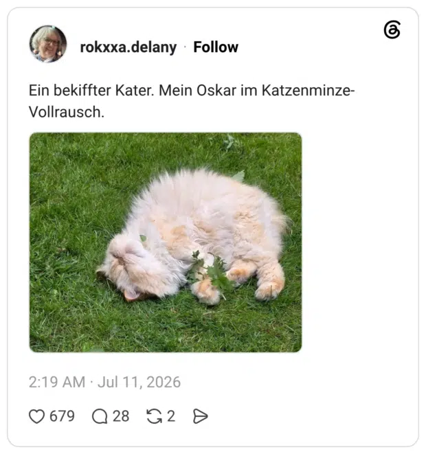 Ein bekiffter Kater. Mein Oskar im Katzenminze-Vollrausch.
