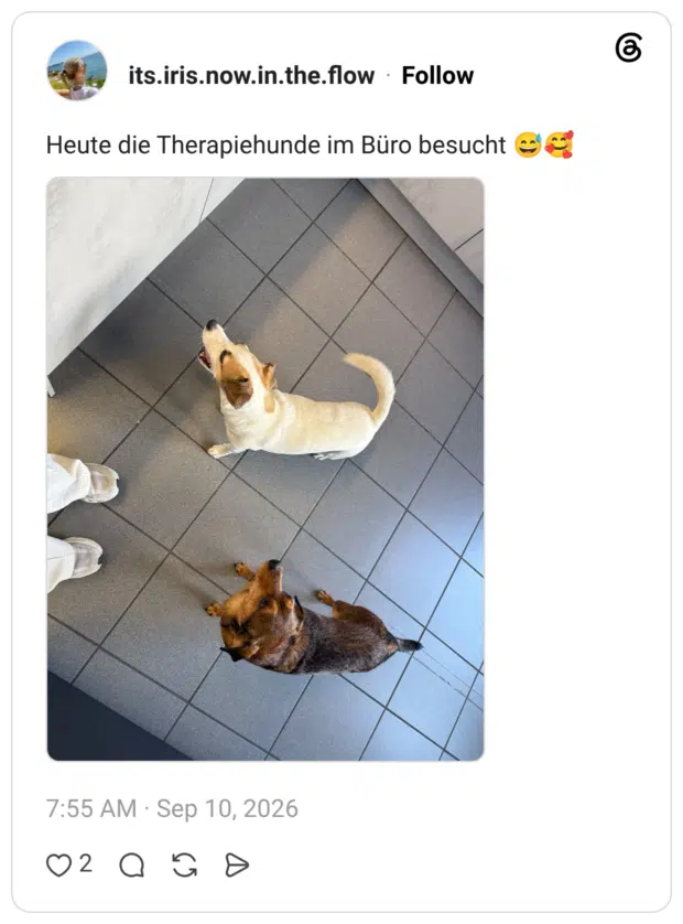 Heute die Therapiehunde im Büro besucht 😅🥰