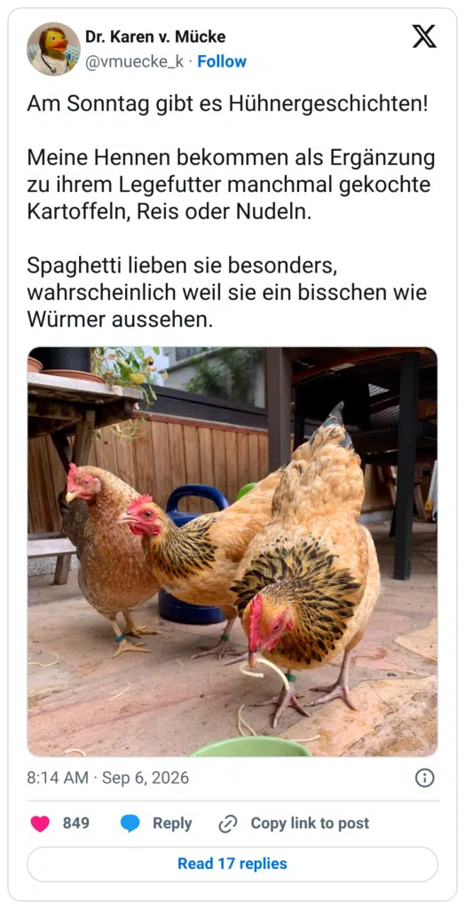 Am Sonntag gibt es Hühnergeschichten! Meine Hennen bekommen als Ergänzung zu ihrem Legefutter manchmal gekochte Kartoffeln, Reis oder Nudeln. Spaghetti lieben sie besonders, wahrscheinlich weil sie ein bisschen wie Würmer aussehen.