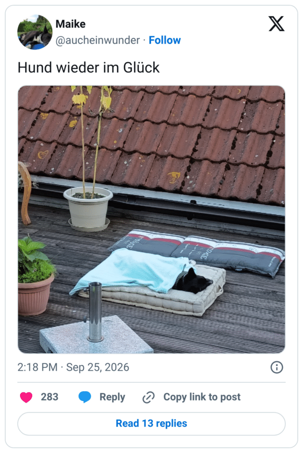 Hund wieder im Glück