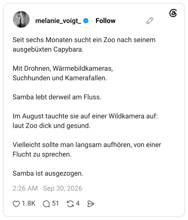 Seit sechs Monaten sucht ein Zoo nach seinem ausgebüxten Capybara. Mit Drohnen, Wärmebildkameras, Suchhunden und Kamerafallen. Samba lebt derweil am Fluss. Im August tauchte sie auf einer Wildkamera auf: laut Zoo dick und gesund. Vielleicht sollte man langsam aufhören, von einer Flucht zu sprechen. Samba ist ausgezogen.