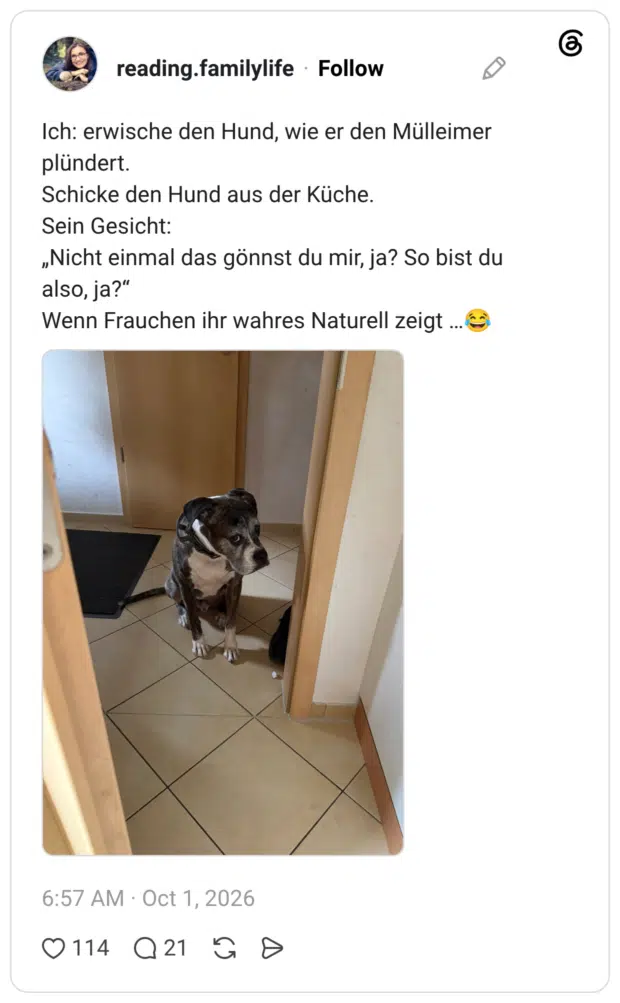 Ich: erwische den Hund, wie er den Mülleimer plündert. Schicke den Hund aus der Küche. Sein Gesicht: „Nicht einmal das gönnst du mir, ja? So bist du also, ja?“ Wenn Frauchen ihr wahres Naturell zeigt …😂