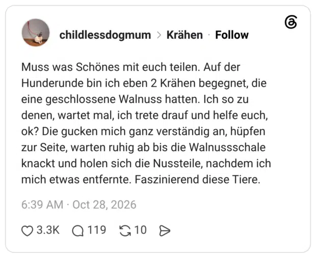 Muss was Schönes mit euch teilen. Auf der Hunderunde bin ich eben 2 Krähen begegnet, die eine geschlossene Walnuss hatten. Ich so zu denen, wartet mal, ich trete drauf und helfe euch, ok? Die gucken mich ganz verständig an, hüpfen zur Seite, warten ruhig ab bis die Walnussschale knackt und holen sich die Nussteile, nachdem ich mich etwas entfernte. Faszinierend diese Tiere.